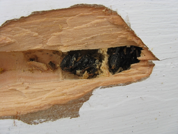 carpenter bee chamber