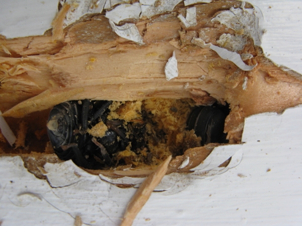 carpenter bee on back