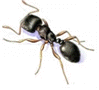 carpenter ants