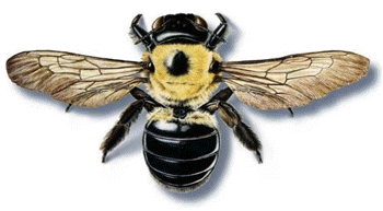 carpenter bee