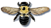 carpenter bees