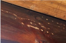 carpenter bee damage