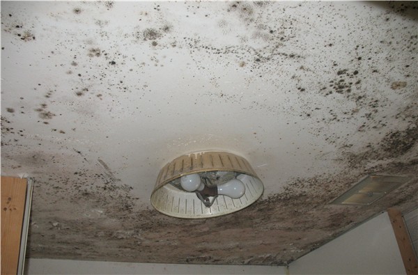 Mold In Your Home Machusetts Inspections Machusetts Home Inspections Is Not A Mold Testing Laboratory Therefore The Identification Of Specific Types Beyond Scope My