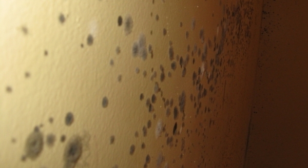 mold on wall