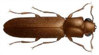 powder post beetles